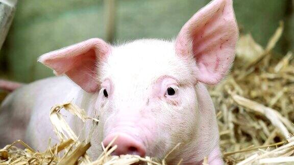 一只刚出生的小猪站在农场的一根稻草上