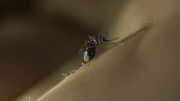 皮肤上的蚊子慢动作