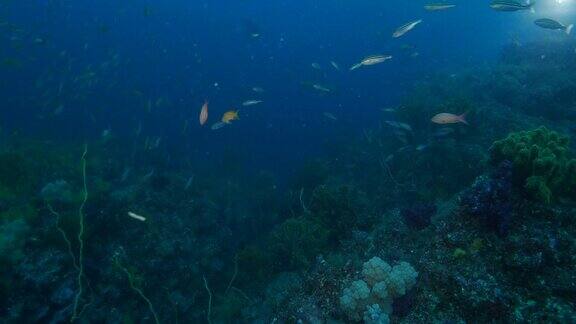 琴尾花(海金雀花)鞭软珊瑚暗礁