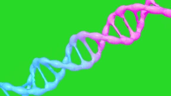 绿色屏幕上的DNA分子动画3d渲染生物技术、生物化学、遗传学和医学概念DNA链