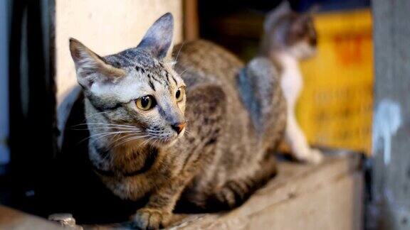 小灰流浪猫和小猫坐在街边夜市的地上