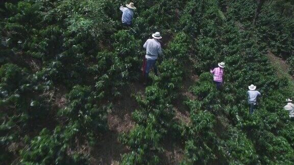 鸟瞰图的人在一个咖啡收获收集豆