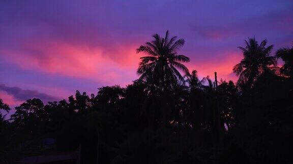 棕树的剪影映衬着明亮的紫色日落