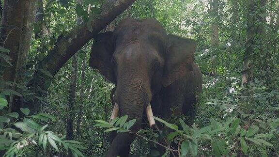 大象在一棵树上挠着头