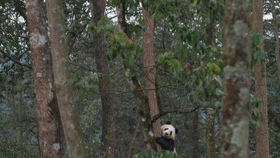 一只可爱的小熊猫正从树上爬下来