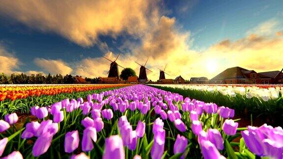 在夕阳下传统的荷兰风车和充满活力的郁金香