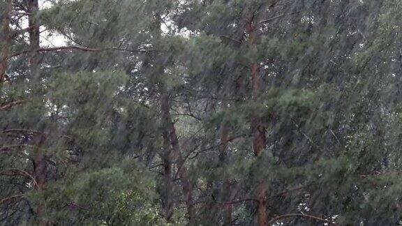 夏天松树林里下着大雨用声音