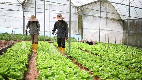 2个亚洲男性农民在早上浇灌卷心菜农场