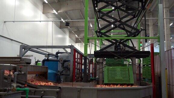 现代水果加工厂的苹果洗绳上的拾取机器人