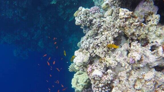 很多双鱼座在珊瑚礁附近游泳礁石在蓝色深渊附近