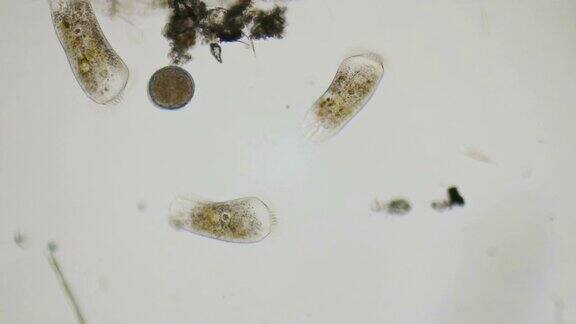 草履虫和轮虫的卵在显微镜下4千块