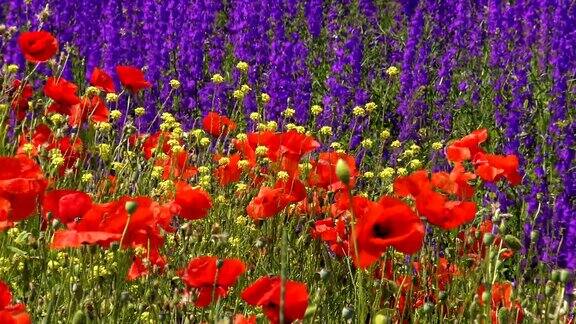 红色的罂粟花背景是紫色的野花