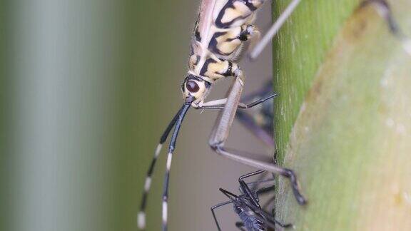 半翅目昆虫的头部从植物中吸取液体