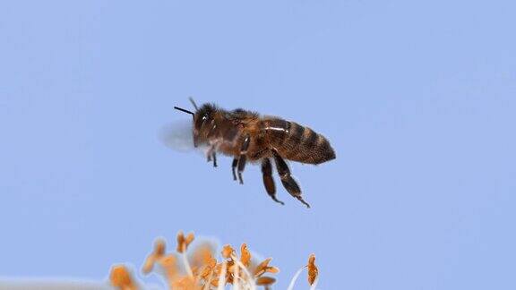 欧洲蜜蜂意大利蜜蜂飞行中的蜜蜂采花授粉法案诺曼底4K慢镜头