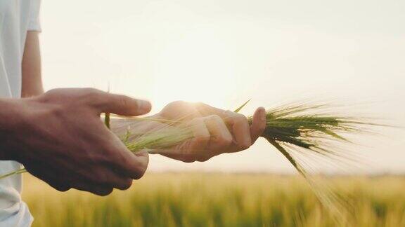 农业-人类的手触摸着小麦