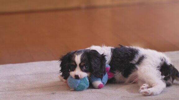 一张可爱的小狗在客厅玩他的咀嚼玩具的照片