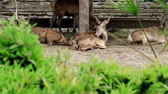 一群休息的鹿