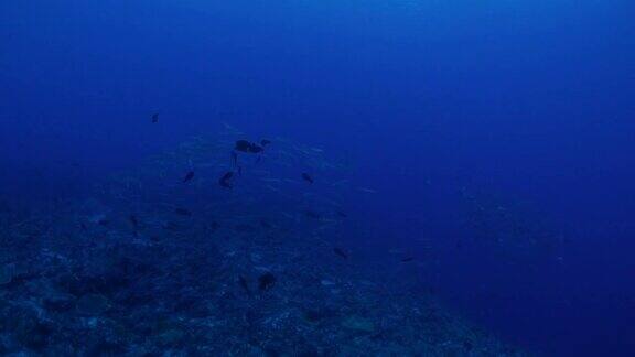 梭鱼jackfish鱼群海礁