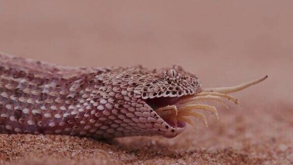 4K拍摄的响尾蛇Peringuey的蝰蛇吃铲鼻蜥蜴