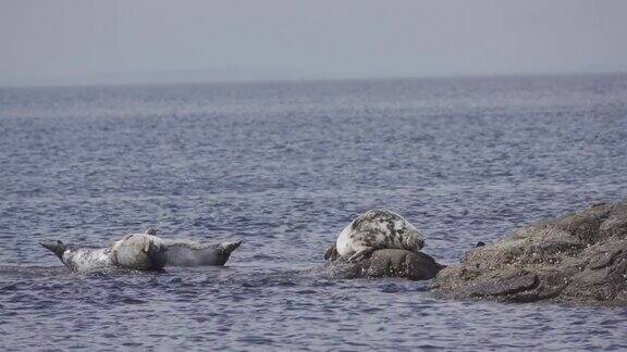 海豹在石头上
