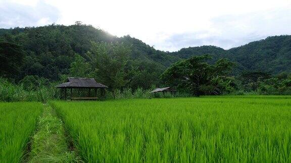 泰国北部绿意盎然的稻田里的一所房子