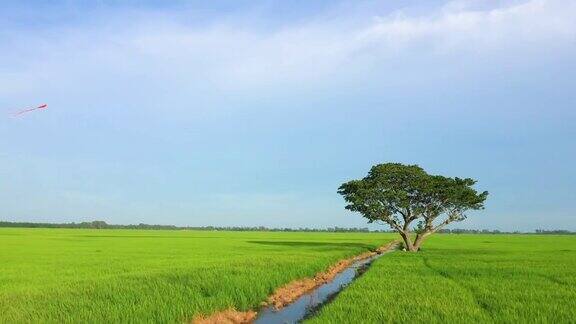 越南乡村的风筝和绿色田野的宁静风景