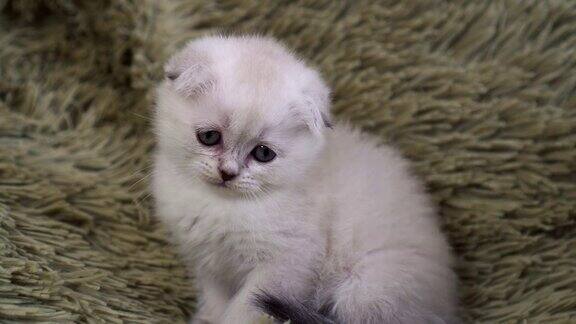 一只可爱的小白猫的肖像