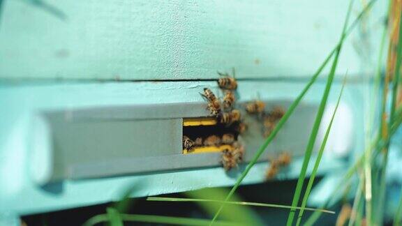 蜜蜂围着蜂巢成群飞翔