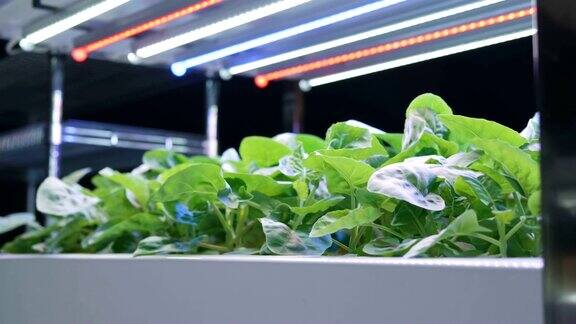 有机水培蔬菜种植农场室内绿色水培有机沙拉蔬菜