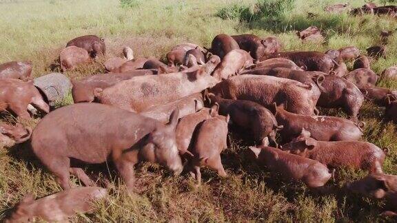 近距离观察小群自由放养猪饲养在一个领域
