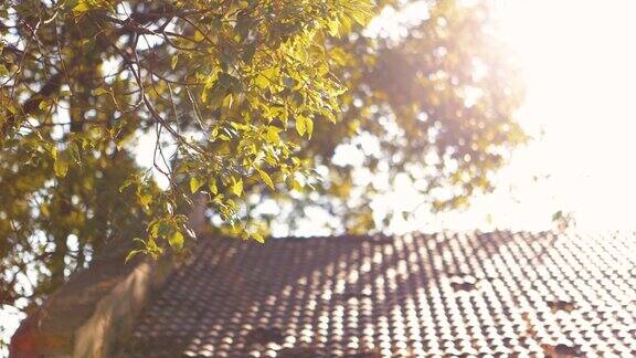 阳光在屋顶上留下斑驳的树叶影子
