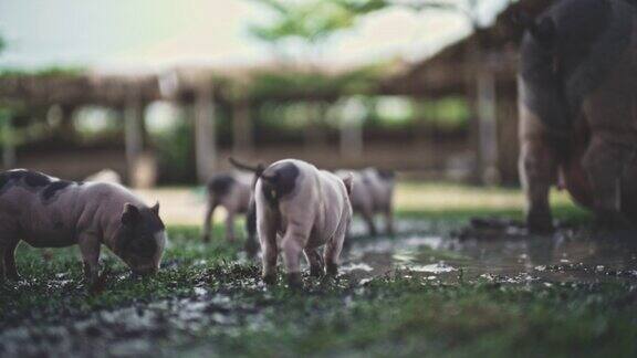 可持续的养猪场