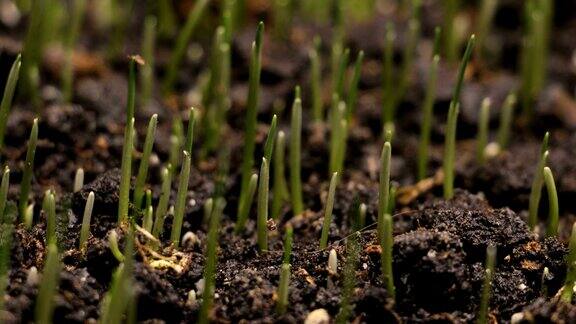 小麦种子在地面农业中发芽春夏交替