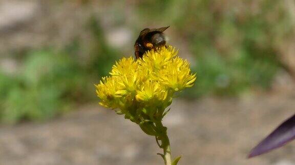 大黄蜂在黄花上