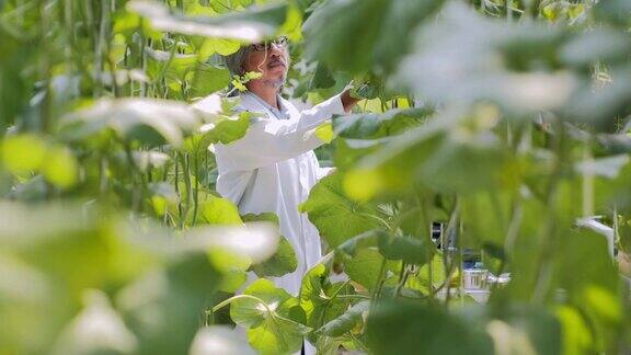 白大褂高级男农艺师用片剂工作监督温室幼苗的生长植物关爱和保护理念4.0行业