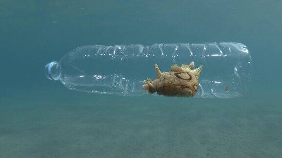塑料污染一只美丽的裸鳃海兔在塑料瓶里旅行斑点海兔(指海兔)地中海欧洲