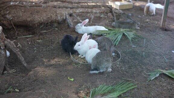 一组在笼子里喂食的兔子