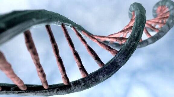 三维DNA模型