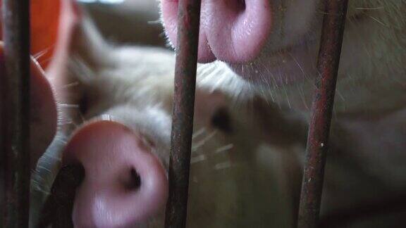 4k镜头镜头近距离的年轻猪的鼻子在工厂养猪场家畜和家畜