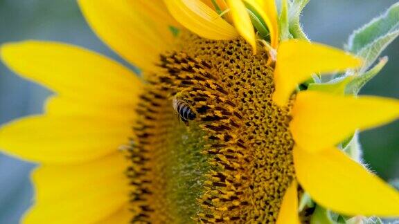 一只蜜蜂从金色的向日葵上收集花粉