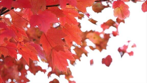 红色的秋叶在风中轻轻吹着枫叶