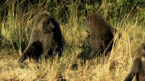 肯尼亚马赛马拉野生动物保护区的狒狒群