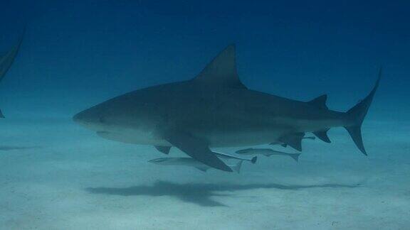 蓝水里的虎鲨