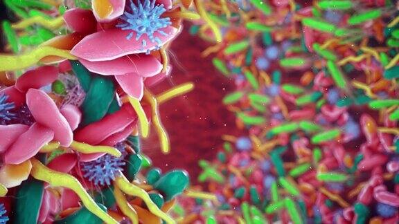 人体肠道中的细菌
