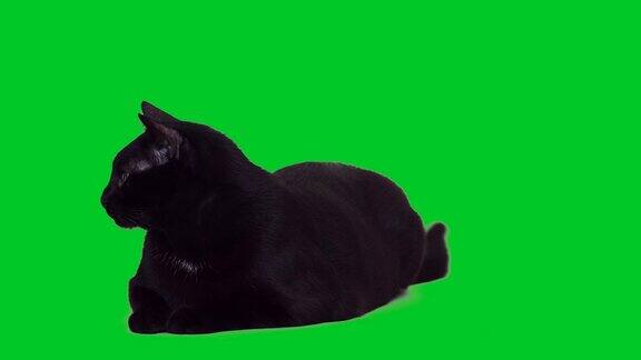 4k黑猫躺在绿色屏幕上