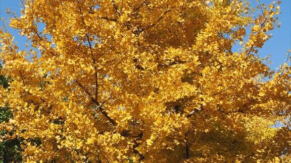 明亮的黄色树叶的银杏Biloba树在秋天与蓝天的背景4k缩放镜头实时b卷拍摄