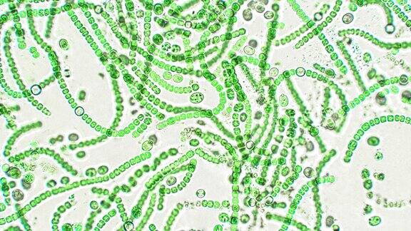 显微镜下的藻蓝藻蓝绿藻