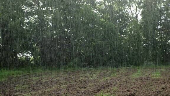 雨中从绿叶上滴下的雨滴雨水落在绿色的植物上夏天的天气天然的情绪背景冥想放松大雨淋浴