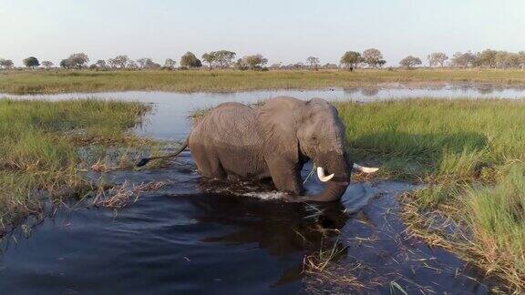 在奥卡万戈三角洲一只大象进食和过河的空中特写镜头