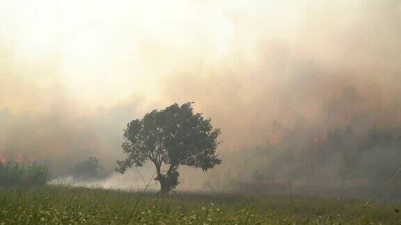 土耳其安塔利亚马纳夫加特的森林大火